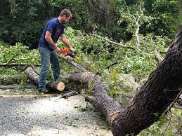 Best Fruit Tree Pruning  in Red Lick, TX