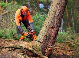 Best Tree and Shrub Care  in Red Lick, TX