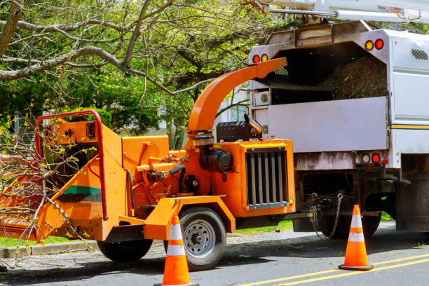 How Our Tree Care Process Works  in  Red Lick, TX