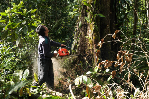 Best Arborist Consultation Services  in Red Lick, TX