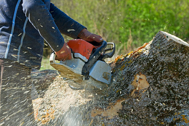 Best Tree Preservation Services  in Red Lick, TX